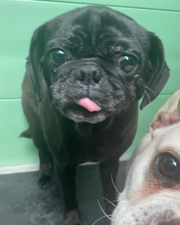 Free Press Series: Gabby - five years old, Female, Pug Cross. Gabby has come to us from a breeder and at the moment she is quite shy and worried. She is happy to let you gently fuss her but is quite worried about this at the moment. She will need another kind and confident